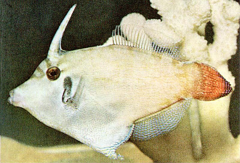 Tropical fish series - Fish04.jpg [01/01]; DISPLAY FULL IMAGE.