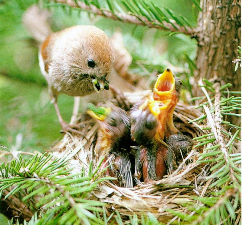 Birds of Korea - Crow Tit; DISPLAY FULL IMAGE.