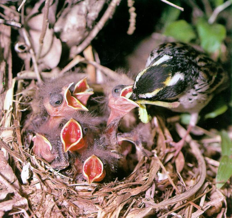 Birds of Korea - Yellow-throated Bunting (노랑턱멧새); DISPLAY FULL IMAGE.