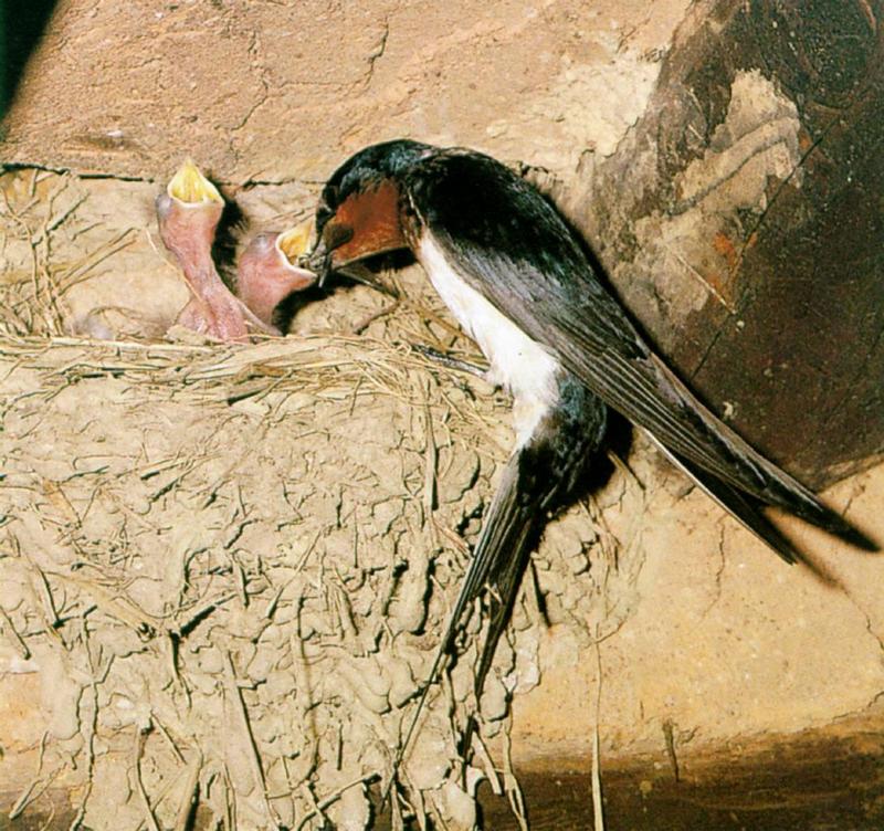 Birds of Korea - Barn Swallow (새끼를 돌보는 제비); DISPLAY FULL IMAGE.