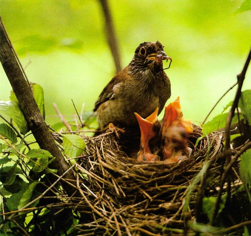 Birds of Korea - Pale Thrush (흰배지빠귀); DISPLAY FULL IMAGE.