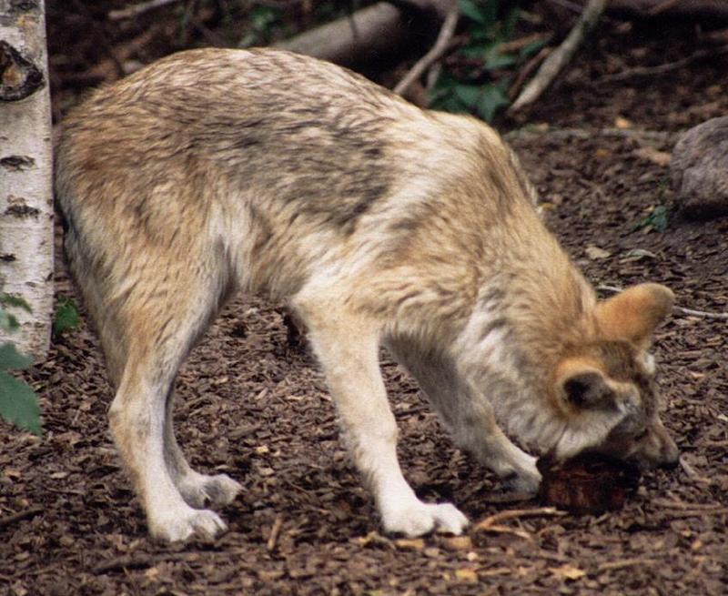 More Copenhagen Zoo - Wolf cub with a snack; DISPLAY FULL IMAGE.