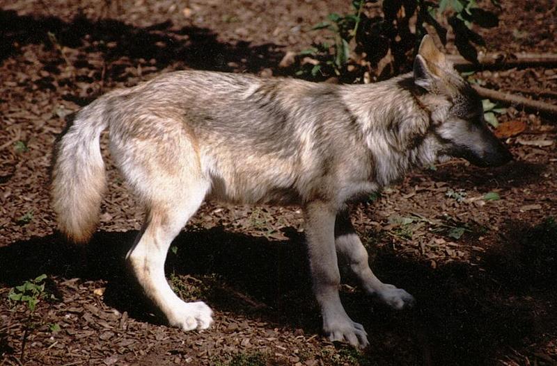 Copenhagen Zoo again - more of that wolf cub; DISPLAY FULL IMAGE.