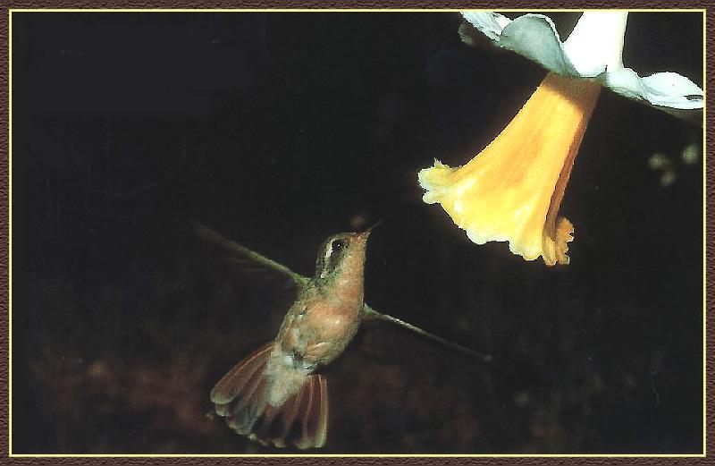 Hummingbird - Xanthus; DISPLAY FULL IMAGE.