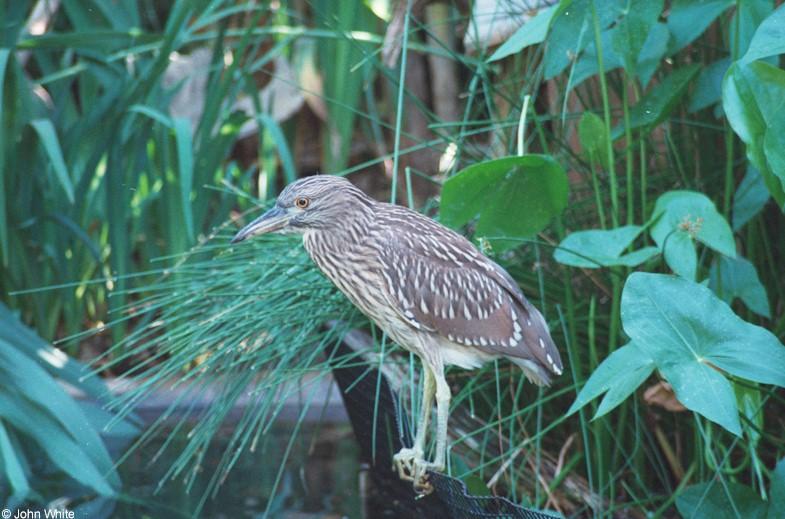 Yellow-Crowned Night Heron (immature) 2; DISPLAY FULL IMAGE.