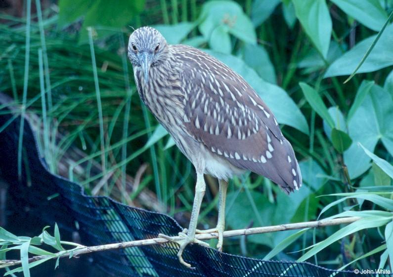 Juvenile Yellow-Crowned Night Heron 1; DISPLAY FULL IMAGE.
