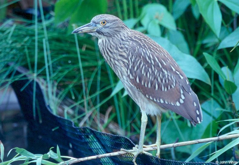 Juvenile Yellow-Crowned Night Heron 2; DISPLAY FULL IMAGE.