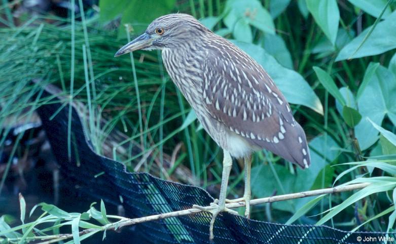 Juvenile Yellow-Crowned Night Heron 3; DISPLAY FULL IMAGE.