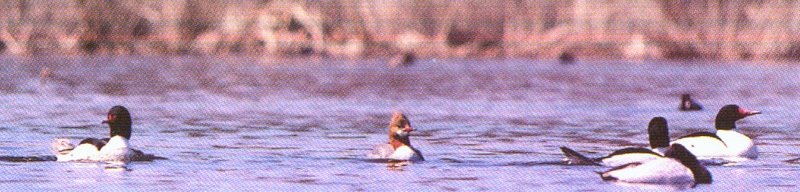 Common Mergansers; DISPLAY FULL IMAGE.