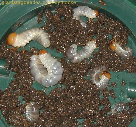 flat larvae of 1-2-3rd grade; Image ONLY