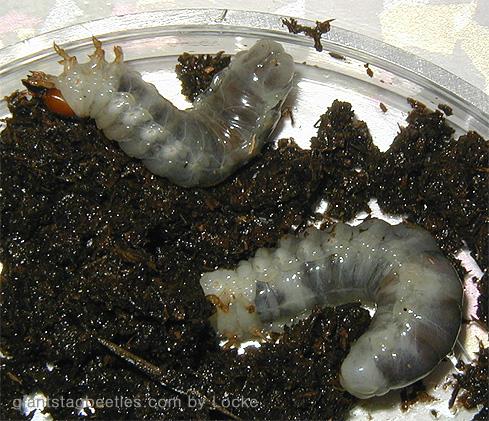 2nd grade larvae(of flat stagbeetle); Image ONLY