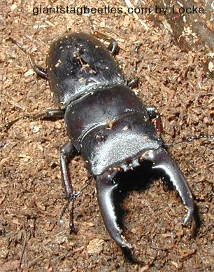 넓적사슴벌레 수컷(55mm); Image ONLY