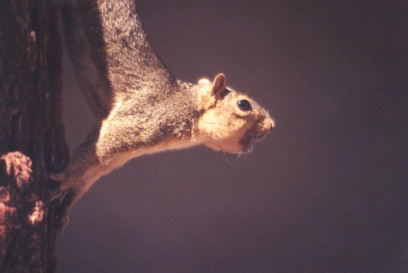 grey squirrel 62k jpg; DISPLAY FULL IMAGE.
