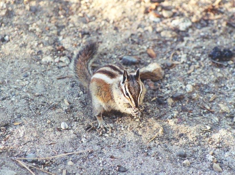 chipmunk may42; DISPLAY FULL IMAGE.