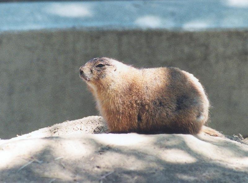 prairie dog may51; DISPLAY FULL IMAGE.