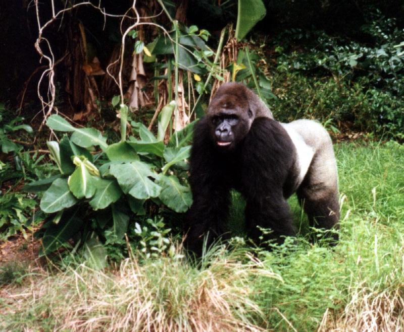 silverback - silverback 238-19.jpg (0/1); DISPLAY FULL IMAGE.