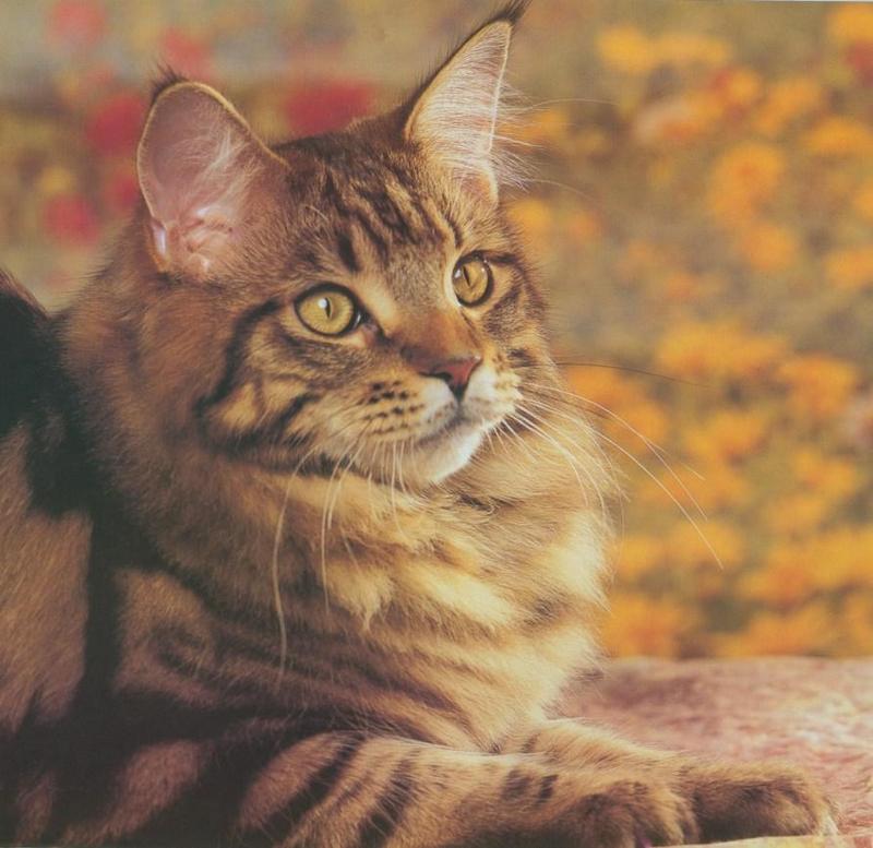 cat; DISPLAY FULL IMAGE.