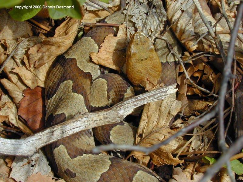 Northern Copperhead; DISPLAY FULL IMAGE.