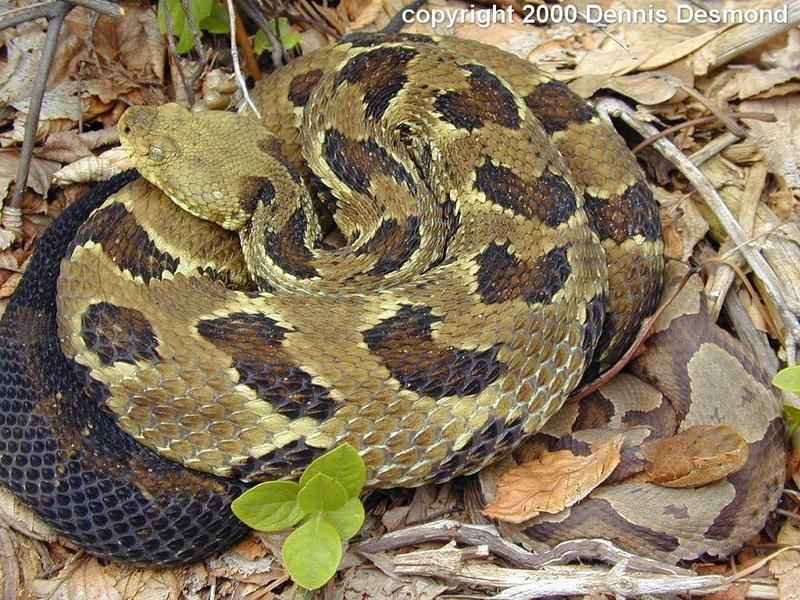 Timber rattlesnake and N Copperhead; DISPLAY FULL IMAGE.