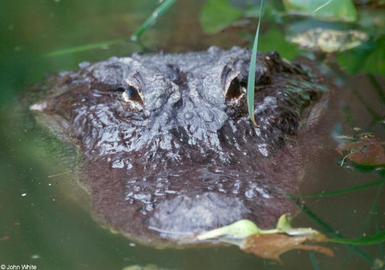 American Alligator; DISPLAY FULL IMAGE.