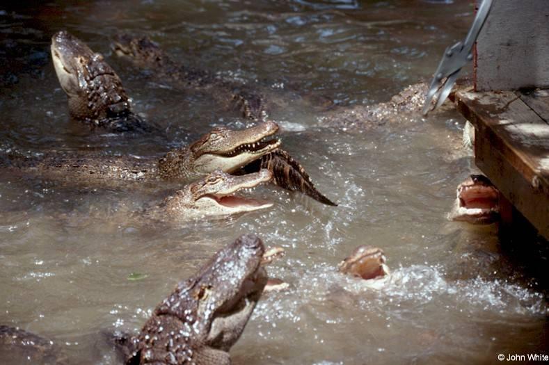 American alligator(s) 34; DISPLAY FULL IMAGE.