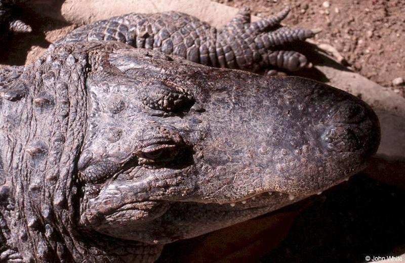 American alligator(s) 35; DISPLAY FULL IMAGE.