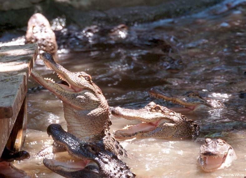 American Alligator(s) 41; DISPLAY FULL IMAGE.