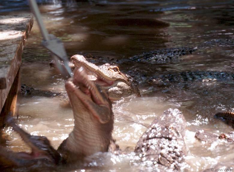 American alligator(s) 42; DISPLAY FULL IMAGE.