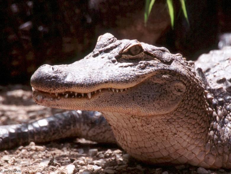 American alligator(s) 44; DISPLAY FULL IMAGE.
