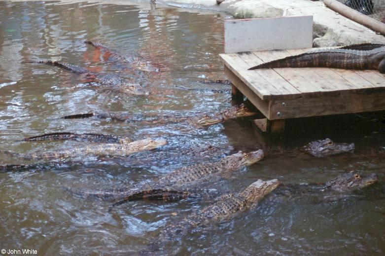 American alligator(s) 48; DISPLAY FULL IMAGE.