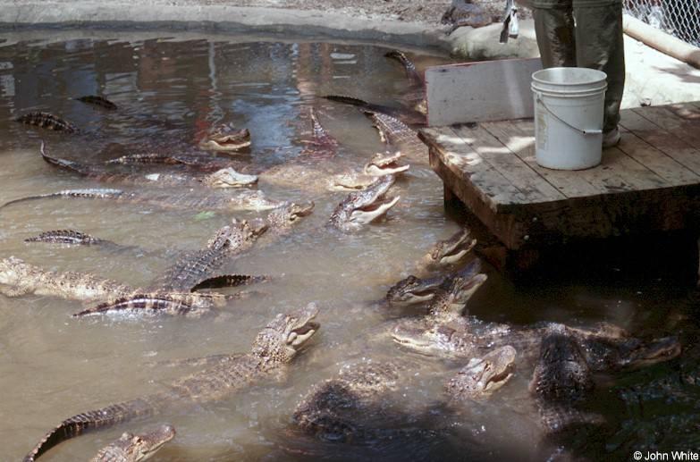 American alligator(s) 50; DISPLAY FULL IMAGE.
