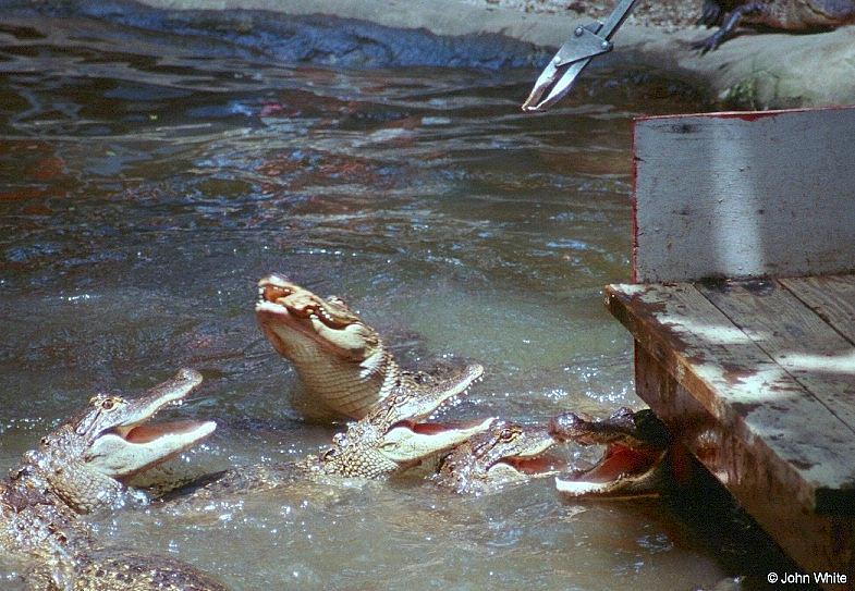 American alligator(s) 53; DISPLAY FULL IMAGE.