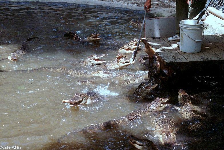 American alligator(s) 56; DISPLAY FULL IMAGE.