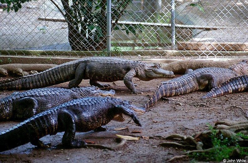 American alligator(s) 59; DISPLAY FULL IMAGE.