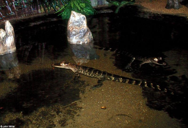 American Alligator; DISPLAY FULL IMAGE.