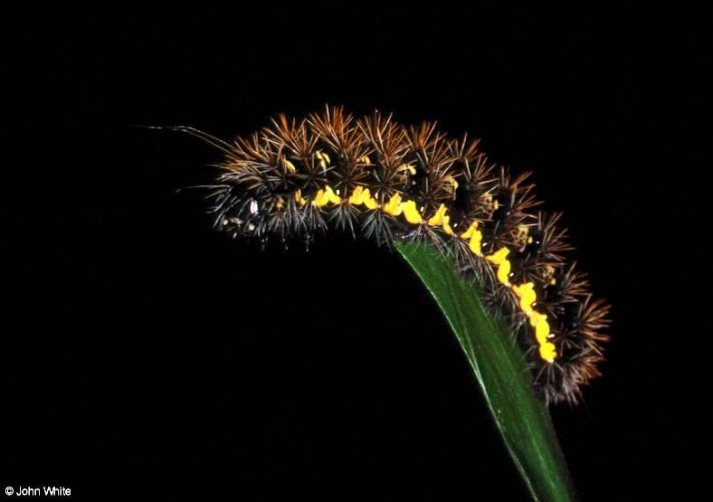 American Painted Lady Caterpillar 2; DISPLAY FULL IMAGE.