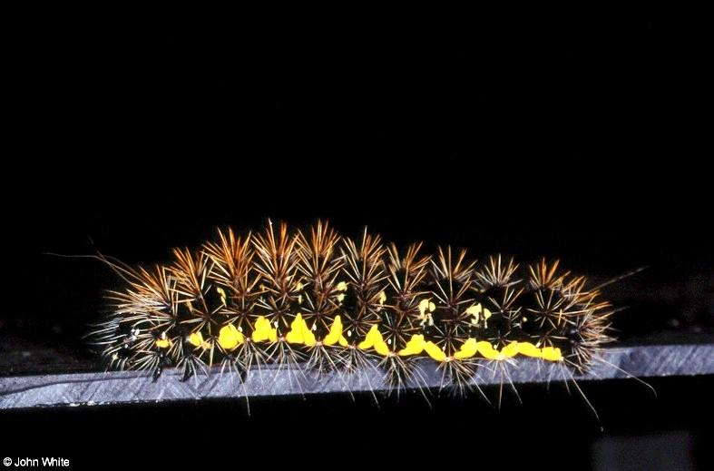 American Painted Lady Caterpillar 3; DISPLAY FULL IMAGE.