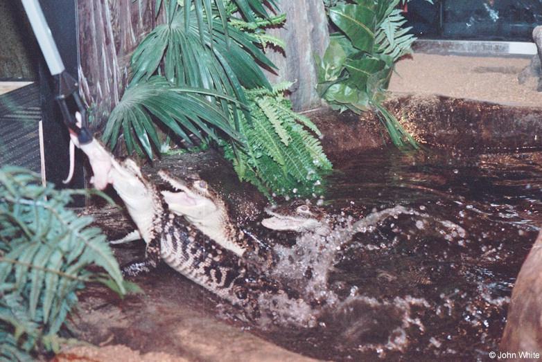 Feeding time in the gator pit 1 - American alligator (Alligator mississippiensis); DISPLAY FULL IMAGE.