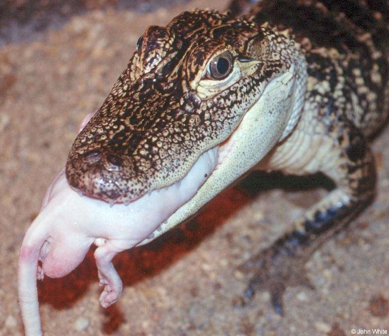 Feeding time in the gator pit 3 - American alligator (Alligator mississippiensis); DISPLAY FULL IMAGE.