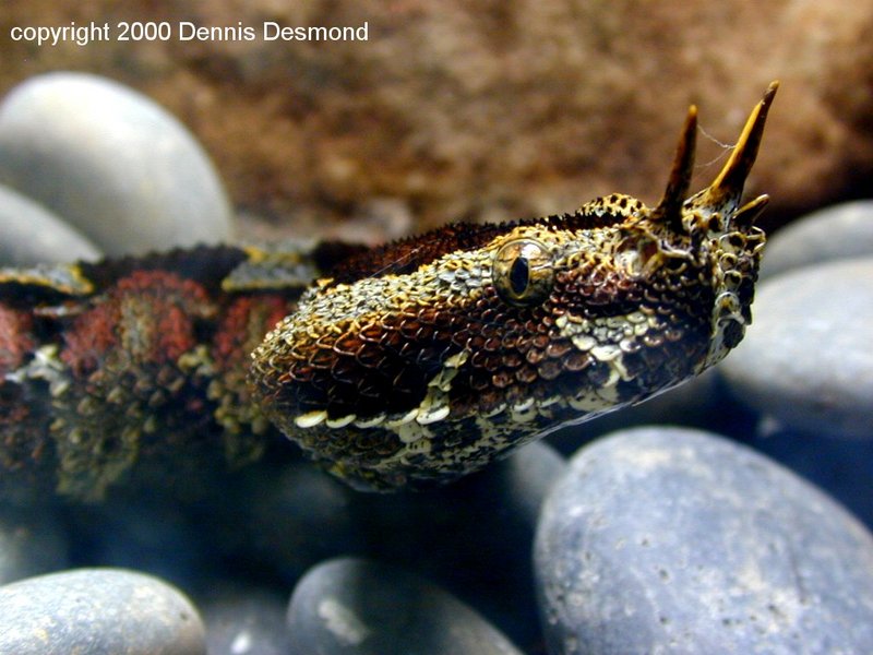 Rhinoceros viper; DISPLAY FULL IMAGE.