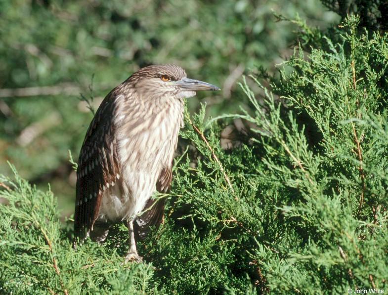 Juvenile Black-Crowned Night Heron; DISPLAY FULL IMAGE.