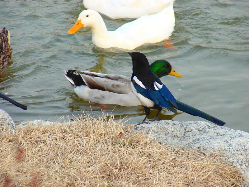 Black-billed Magpie from Korea (2/3); DISPLAY FULL IMAGE.