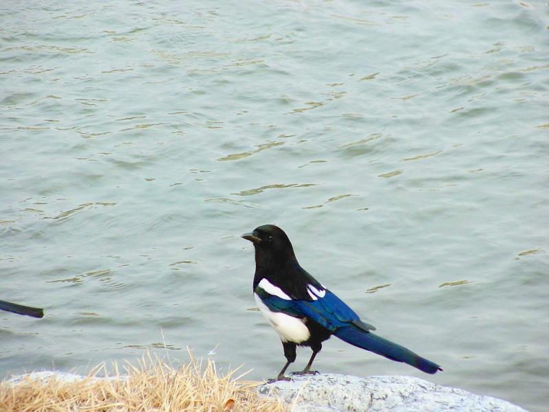 Black-billed Magpie from Korea -- Korean Magpie (Pica pica sericea); DISPLAY FULL IMAGE.