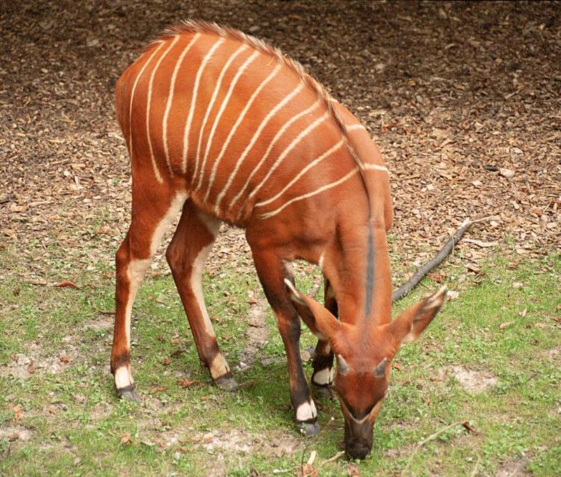 For Flower Girl and all the others - the Bongo kid was there too - 1 to follow; DISPLAY FULL IMAGE.