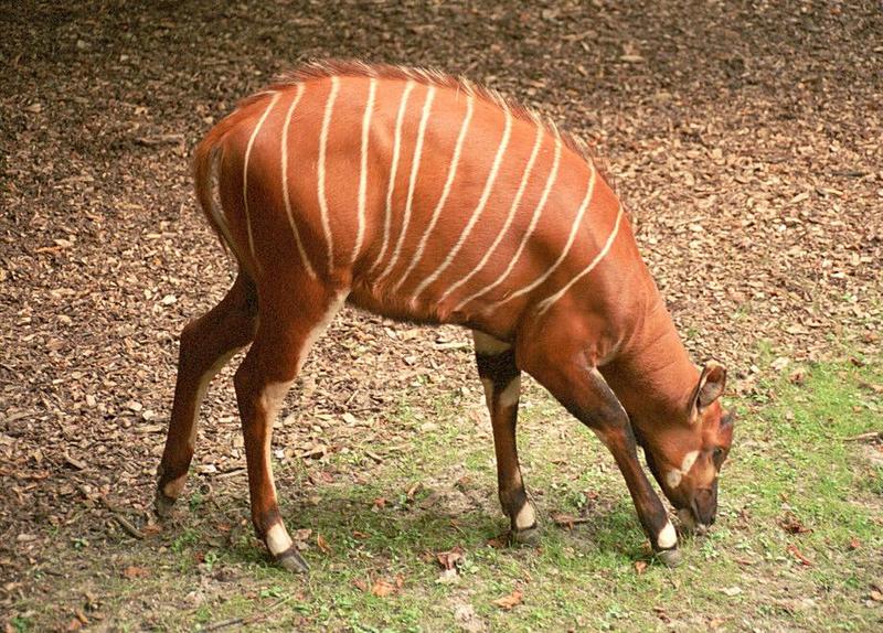 Frankfurt Zoo Bongo kid shot 2 - the 3 adult Bongo pics are on my web page; DISPLAY FULL IMAGE.