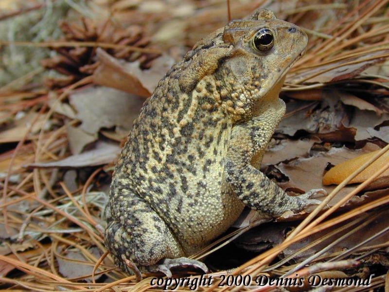 Southern Toad - Normal Phase; DISPLAY FULL IMAGE.