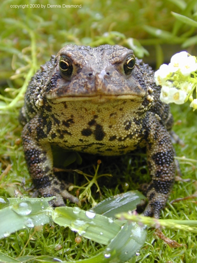 Fowler's Toad; DISPLAY FULL IMAGE.