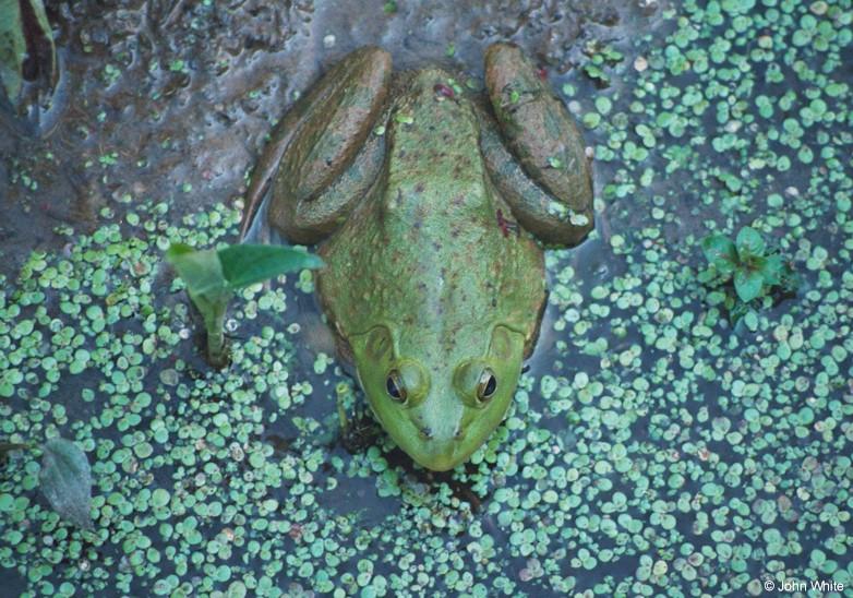Bullfrog; DISPLAY FULL IMAGE.