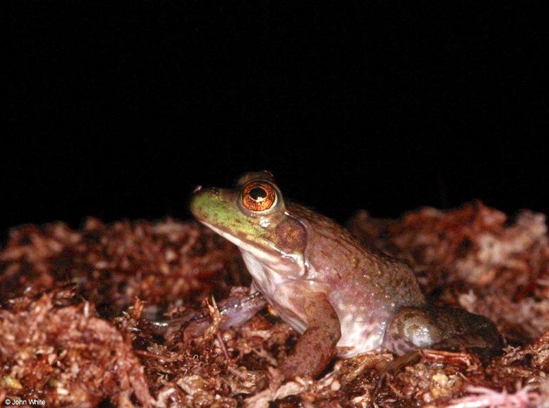 Last frogs of 2000 #1; DISPLAY FULL IMAGE.