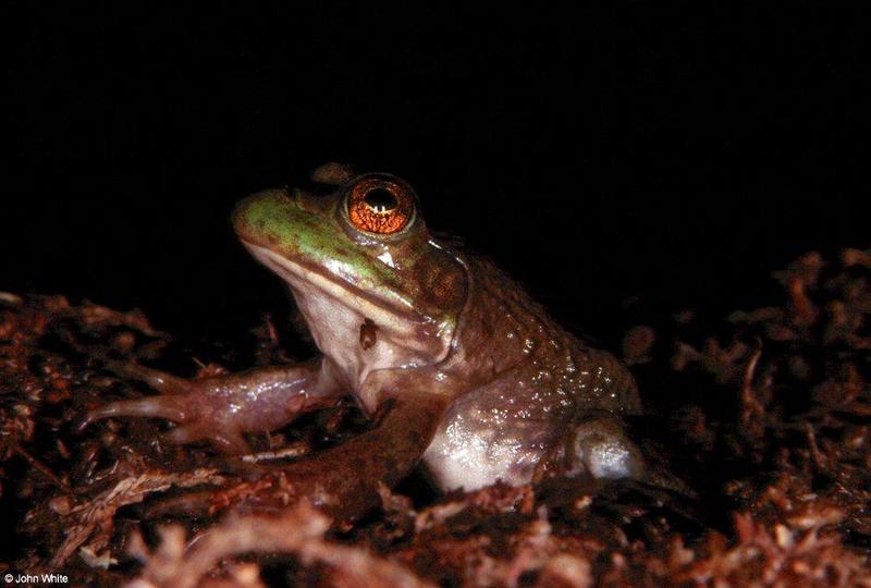 Last frogs of 2000 #2; DISPLAY FULL IMAGE.